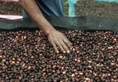 Coffee prices are at a 50-year high. Producers aren't celebrating