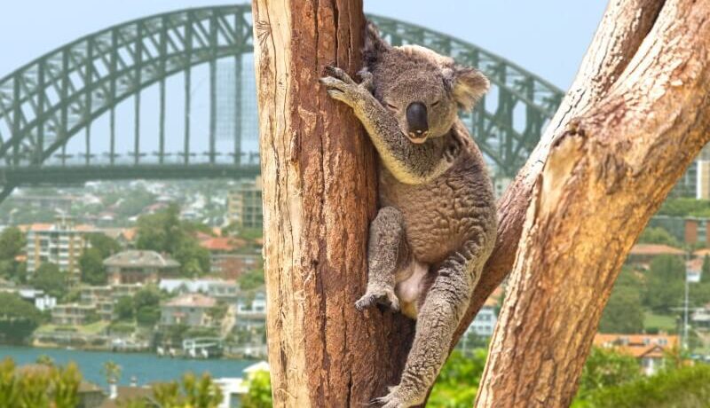 koalas in sydney