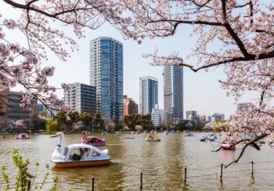 The best places in the world to see cherry blossoms