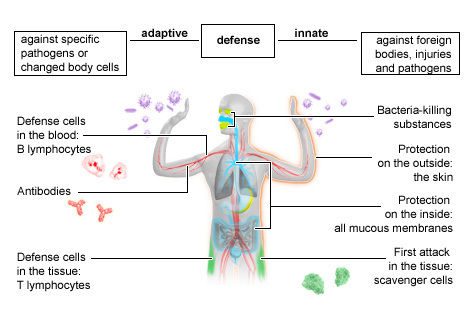 Support Your Immune System through a Healthier Lifestyle